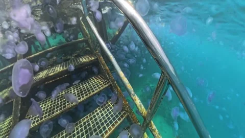 Jellyfish at the pier Stock Footage 310460376