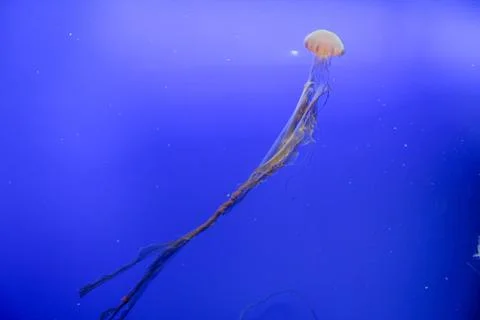 Jellyfish with plane blue background Stock Photos