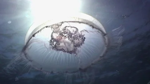 Jellyfish Pulsing Toward To Surface Stock Footage 292622382