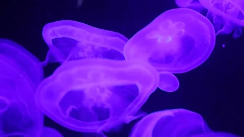 Jellyfish in purple backlight 스톡 동영상 74631754