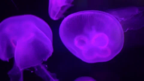 Jellyfish with purple light Stock Footage 157497044