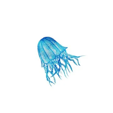 Jellyfish ,red, Stock Illustration