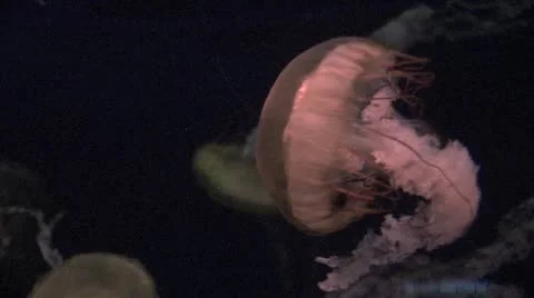 Jellyfish Reflecting The Light Video stock 19087875