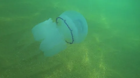 Jellyfish Rootlet in the sea. Stock Footage 255832113