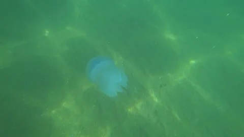 Jellyfish Rootlet in the sea. A large blue jellyfish Stock Footage 274207038