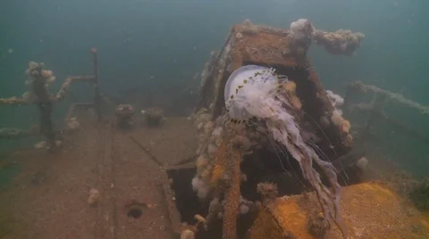 Jellyfish rusty shipwreck Video stock 56638178