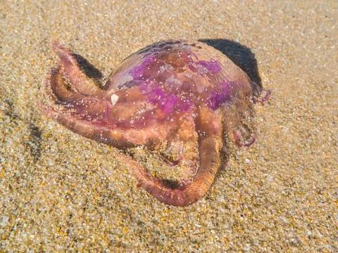 Jellyfish on sand closeup Stock Photos