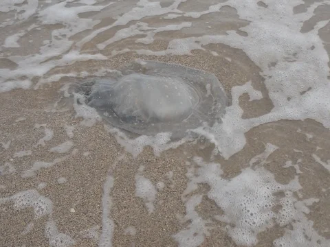 Jellyfish on sand. Stock-Footage 81338373