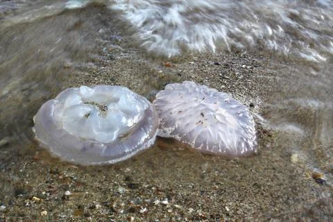 Jellyfish on the sand Stock Photos
