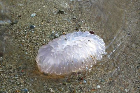 Jellyfish on the sand Stock Photos
