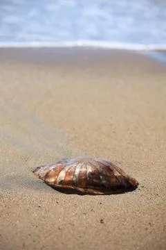 Jellyfish on the Sand Stock Photos