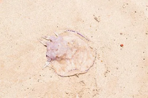 Jellyfish on the sand. Stock Photos