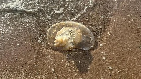 Jellyfish on the sandy beach (2) Stock Photos