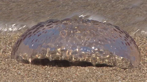 Jellyfish on sandy beach with ocean waves Stock Footage 24345574