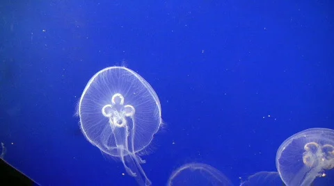 Jellyfish in the sea Stock Footage 539697