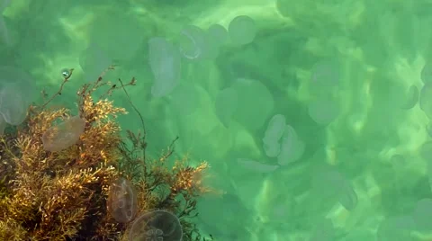 Jellyfish in the sea Stock Footage 40540484