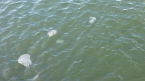 Jellyfish in the sea Stock Footage 42597363