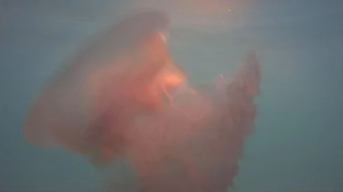 Jellyfish in the sea Stock Footage 124419957