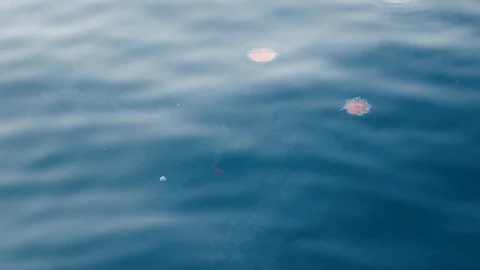 Jellyfish in the sea Stock Footage 125703876