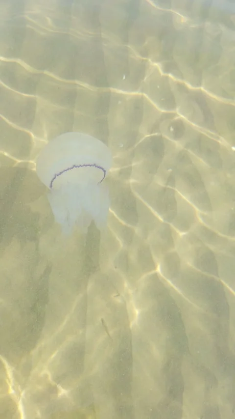 Jellyfish in the sea Stock Footage 287080743