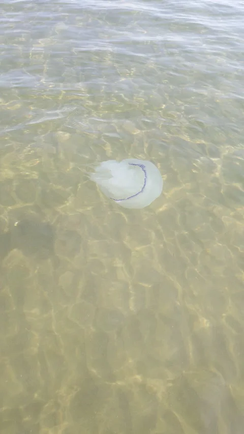 Jellyfish in the sea Stock Footage 287080774