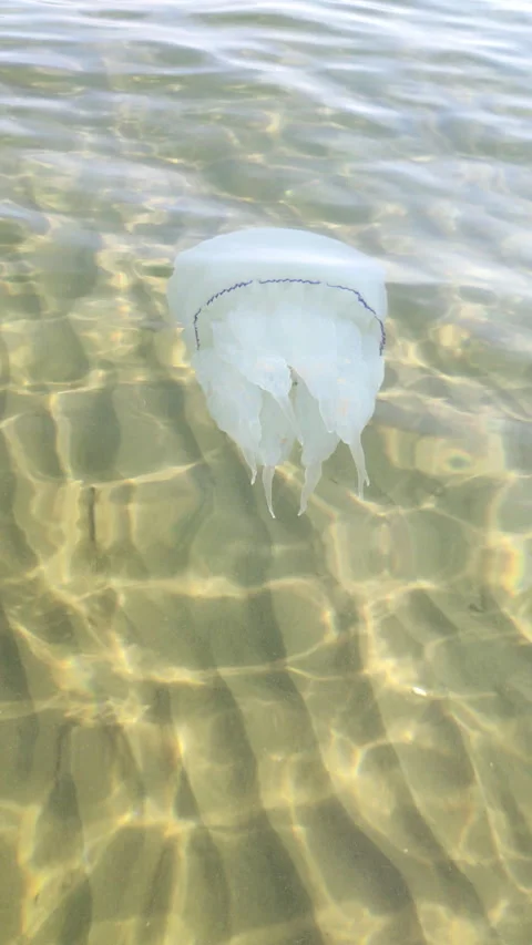 Jellyfish in the sea Stock Footage 287080814