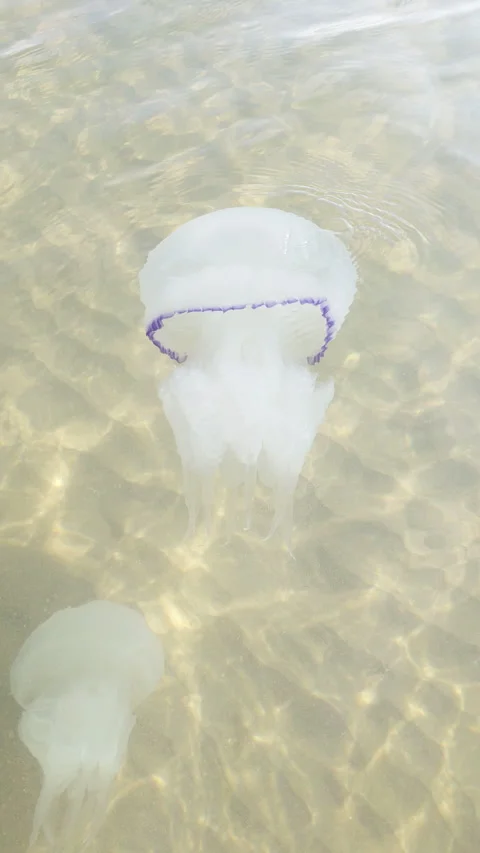 Jellyfish in the sea Stock Footage 287081038