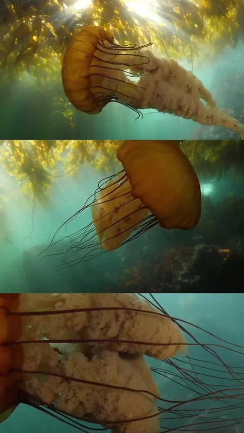 Jellyfish in the sea Stock Footage 327372283