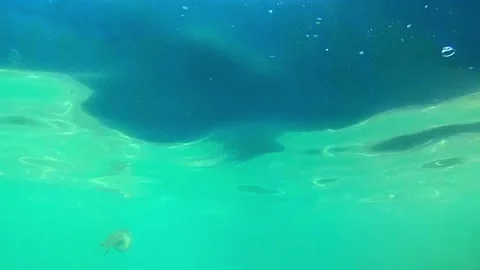 Jellyfish in the sea Vidéo 337121346