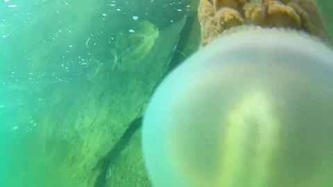 Jellyfish in the sea 動画素材 337121347
