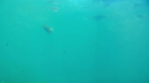 Jellyfish in the sea Видео 337121351