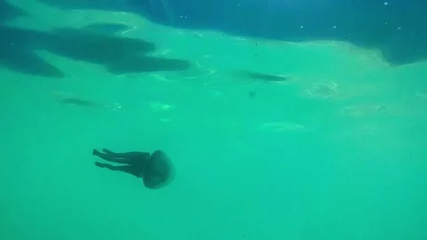 Jellyfish in the sea Vidéo 337121352