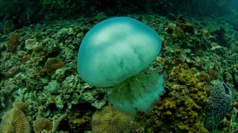 Jellyfish with seastar's Video stock 58309855