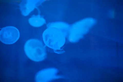 Jellyfish set, in the ocean Stock Photos