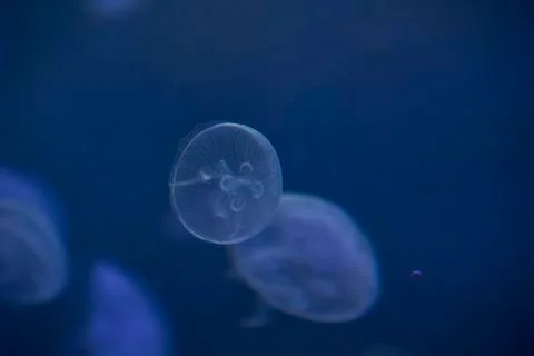 Jellyfish set, in the ocean Stock Photos