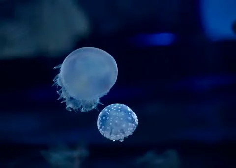 Jellyfish set, in the ocean Stock Photos