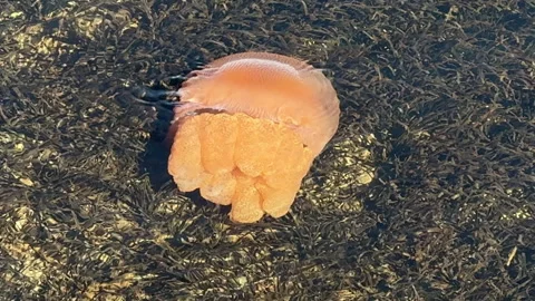 Jellyfish in shallow water Stock Footage 276200359