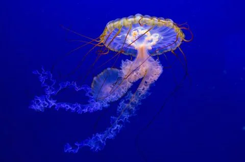 JellyFish shine Stock Photos