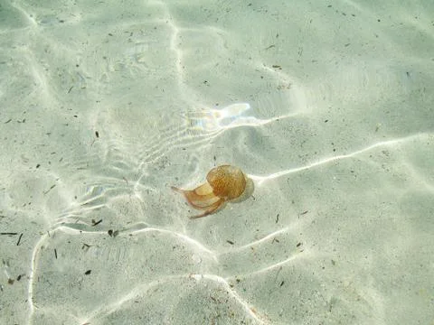 Jellyfish on the shore, under the water Stock Photos