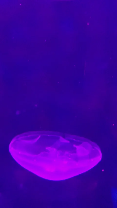 Jellyfish Short Video Video stock 253221791