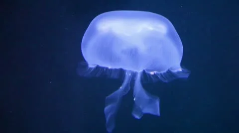 Jellyfish from the side Stock Footage 8947121