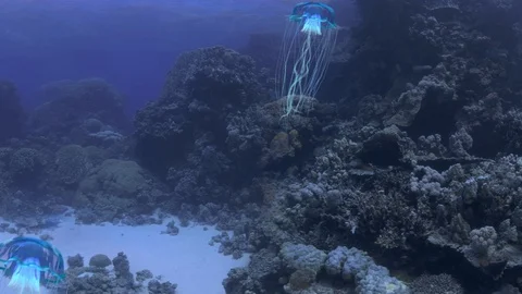 Jellyfish Sideview Vidéo 100974833