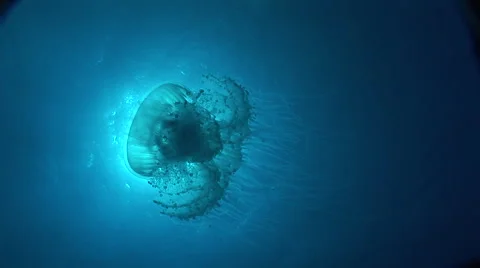 Jellyfish Silhouette Stock Footage 53283296