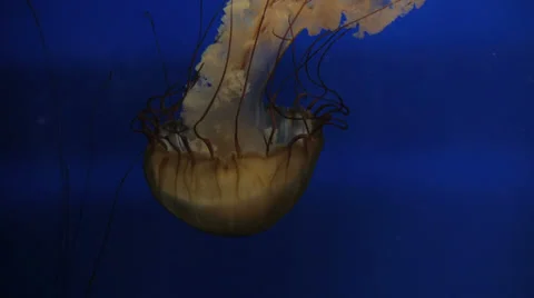 Jellyfish in slow motion 库存影片 29667655