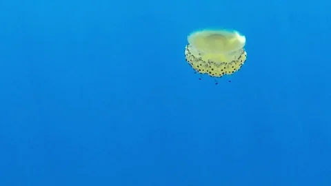 Jellyfish slow motion Video stock 79160231