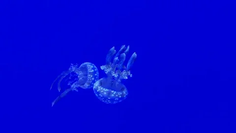 Jellyfish Slow Motion Stock Footage 82878939