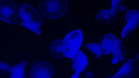 Jellyfish Slow Motion 動画素材 82878971
