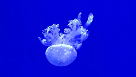 Jellyfish Slow Motion 스톡 동영상 82878975