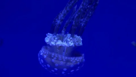 Jellyfish Slow Motion 動画素材 82879159