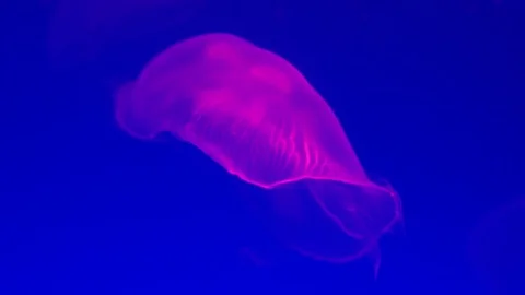 Jellyfish Slow Motion 動画素材 82879171